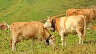 Netradiční spor: Soud zamítl žalobu a&nbsp;krávy v&nbsp;bavorské vsi smějí dále mít zvonce