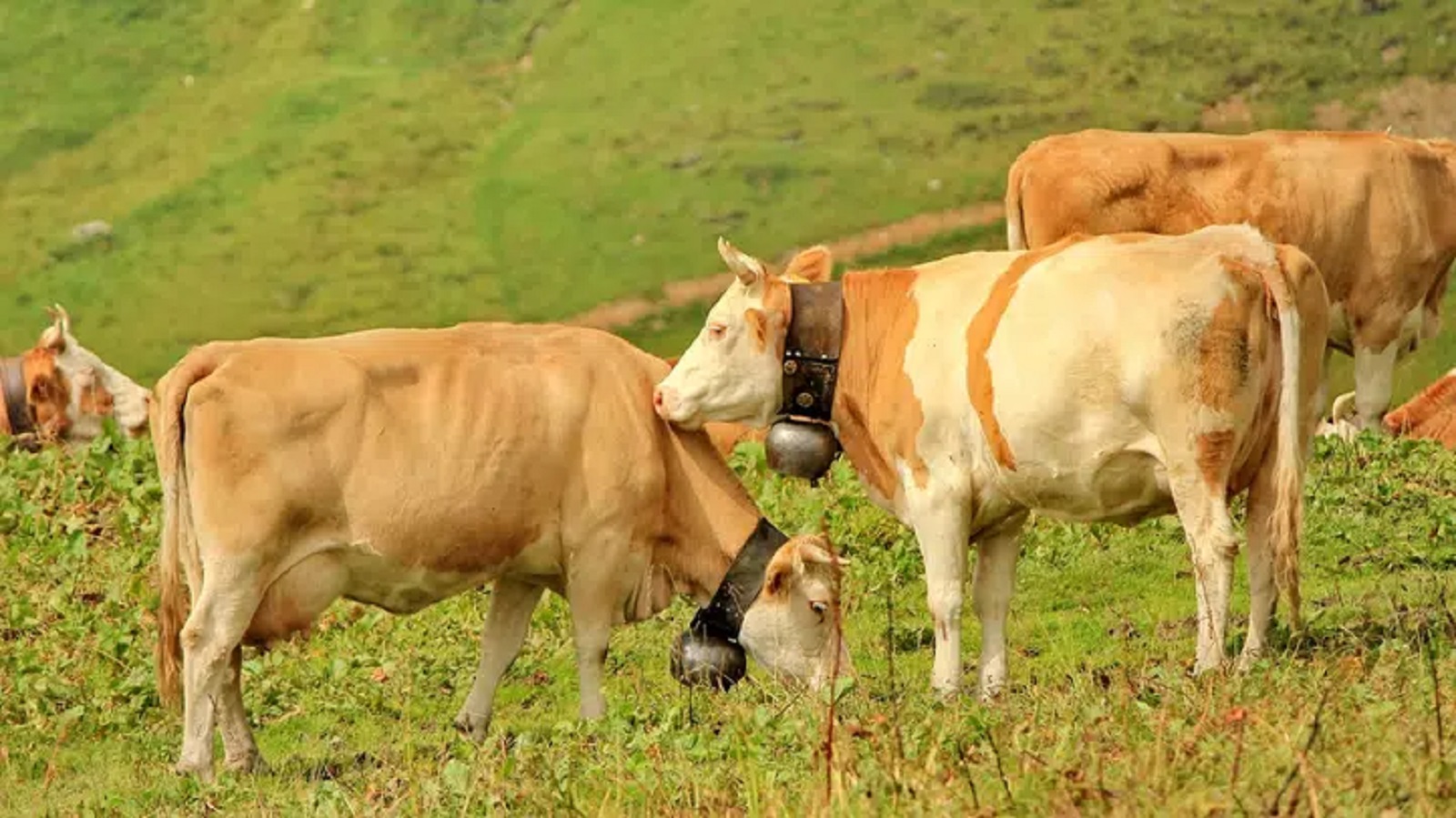 Netradiční spor: Soud zamítl žalobu a&nbsp;krávy v&nbsp;bavorské vsi smějí dále mít zvonce