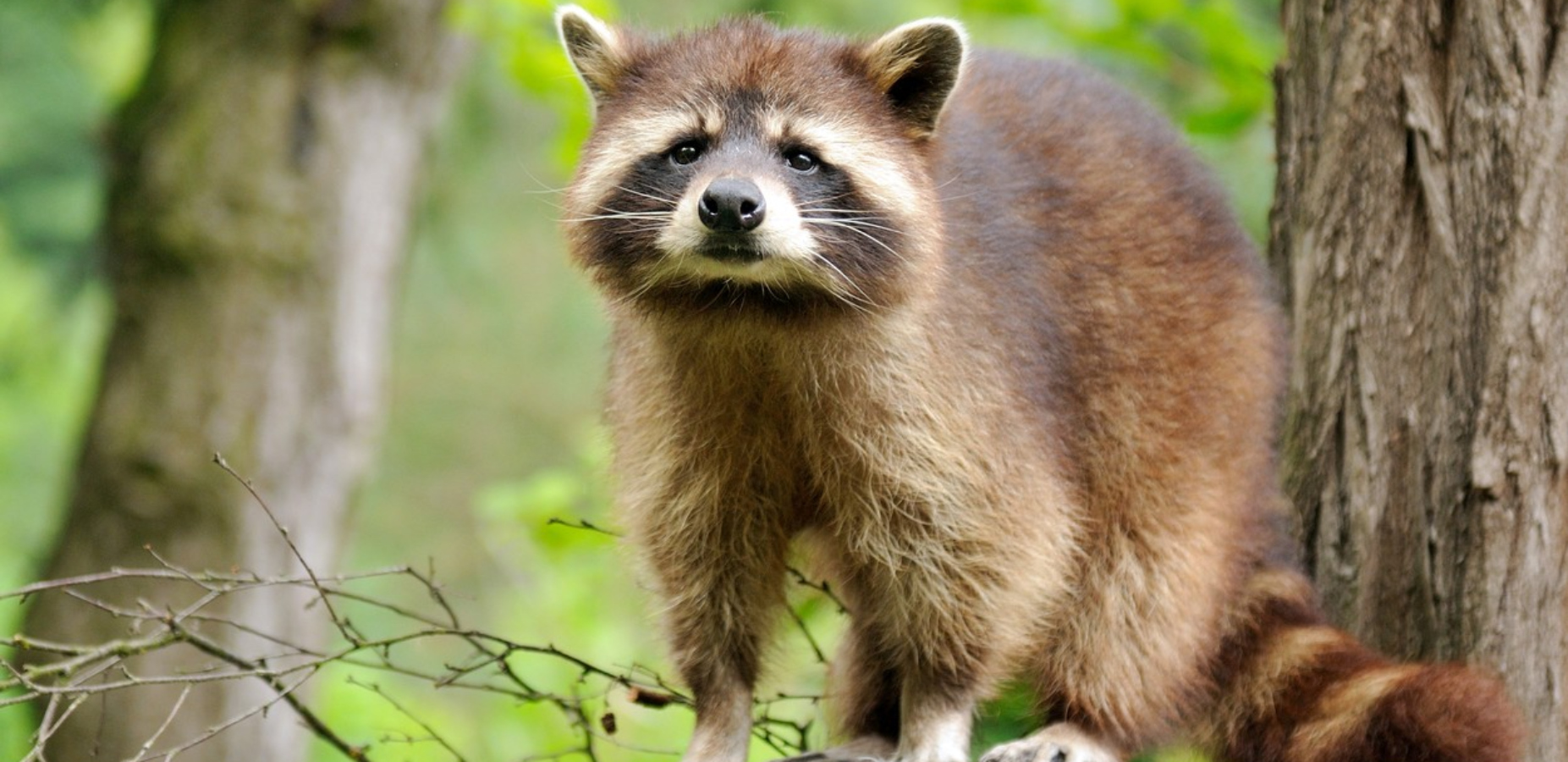 Zachraňte mývala, hlásají Ukrajinci. Ruští okupanti ho odcizili z&nbsp;chersonské zoo
