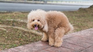 Proč na&nbsp;nás psi koukají, když jdou na&nbsp;velkou? Odpovědi vás překvapí