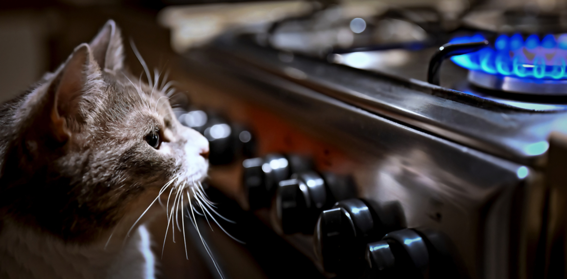 Kočka způsobila požár. Omylem šlápla na&nbsp;dětskou pojistku sporáku