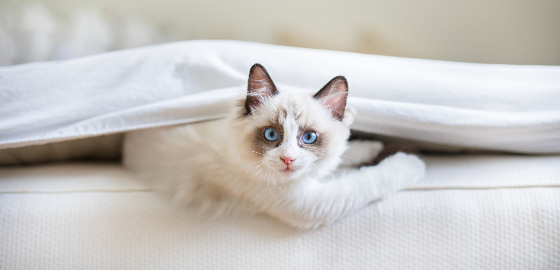 Už víme, co dělají, když máte půlnoc! Jak vypadá noc v&nbsp;kočičím světě?