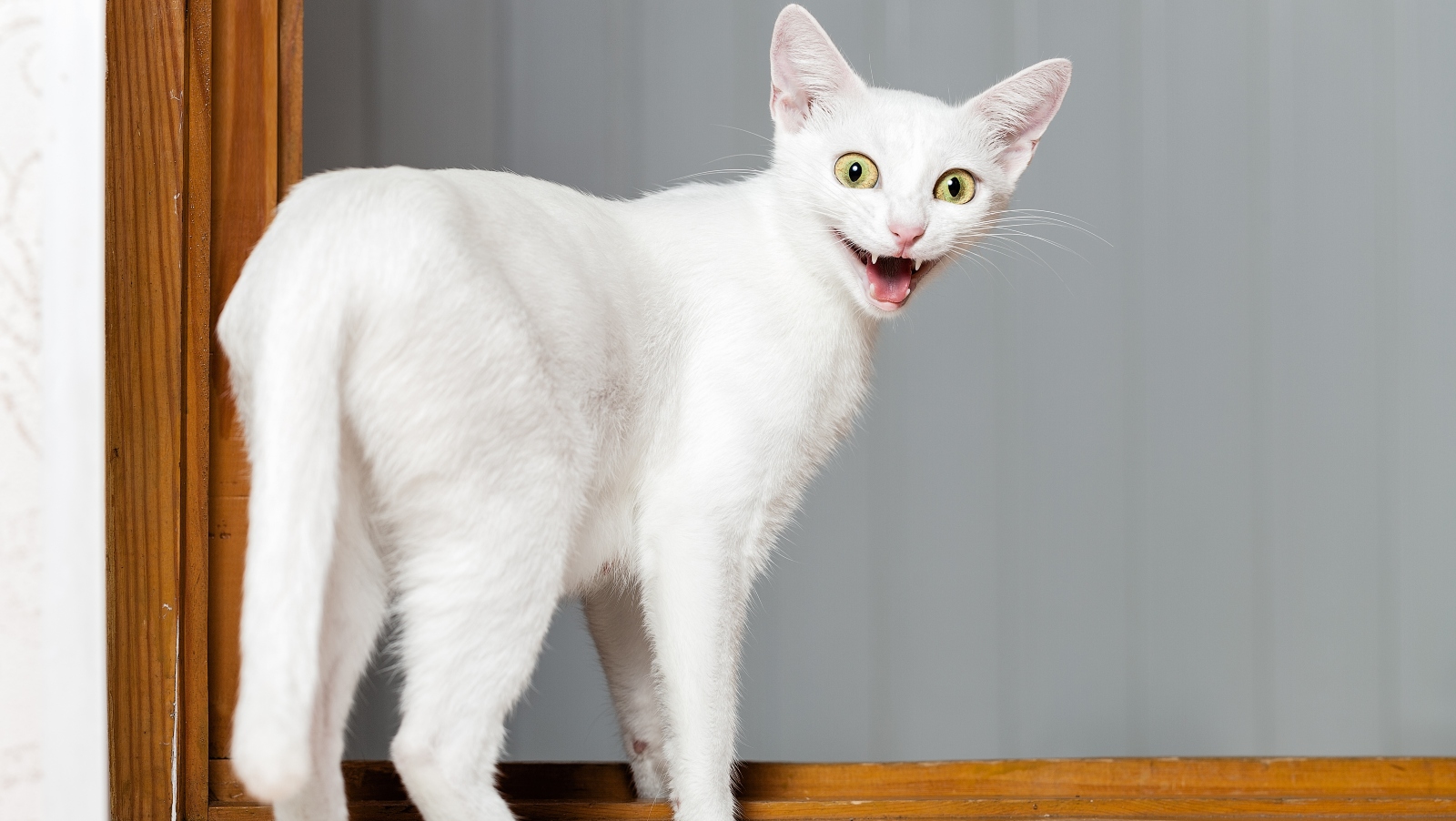 Kočičí pravidla, která budete muset respektovat