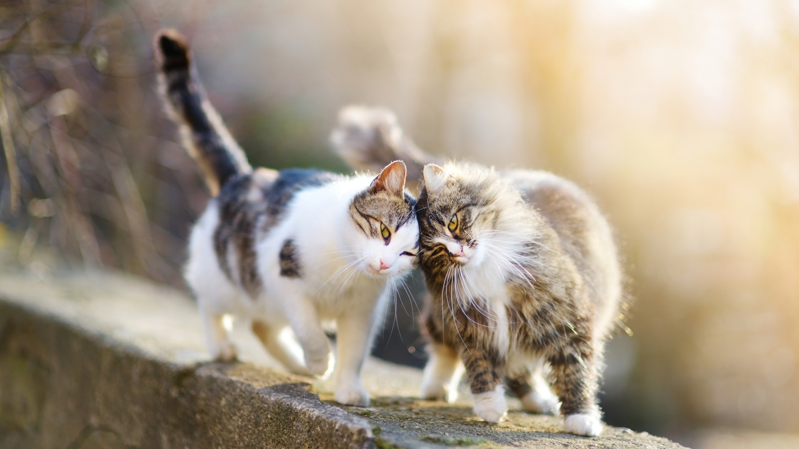 Velká věda jménem kočičí mňoukání. Jak se dorozumívají mezi sebou a&nbsp;proč na&nbsp;lidi mňoukají?