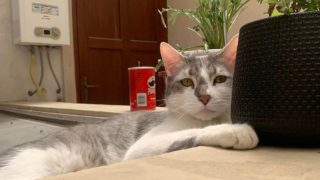 Pátrání po&nbsp;kocourovi: Bolivijská vláda hledá mazlíčka, který se ztratil na&nbsp;vnitrostátním letu