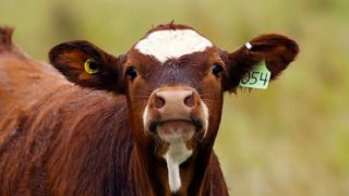 Krávy na&nbsp;útěku: Stádo dobytka už několik týdnů prchá a&nbsp;nikomu se nedaří ho chytit