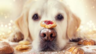 Máte už napečené cukroví? Zkuste taky nějaké pro&nbsp;vaše psí miláčky