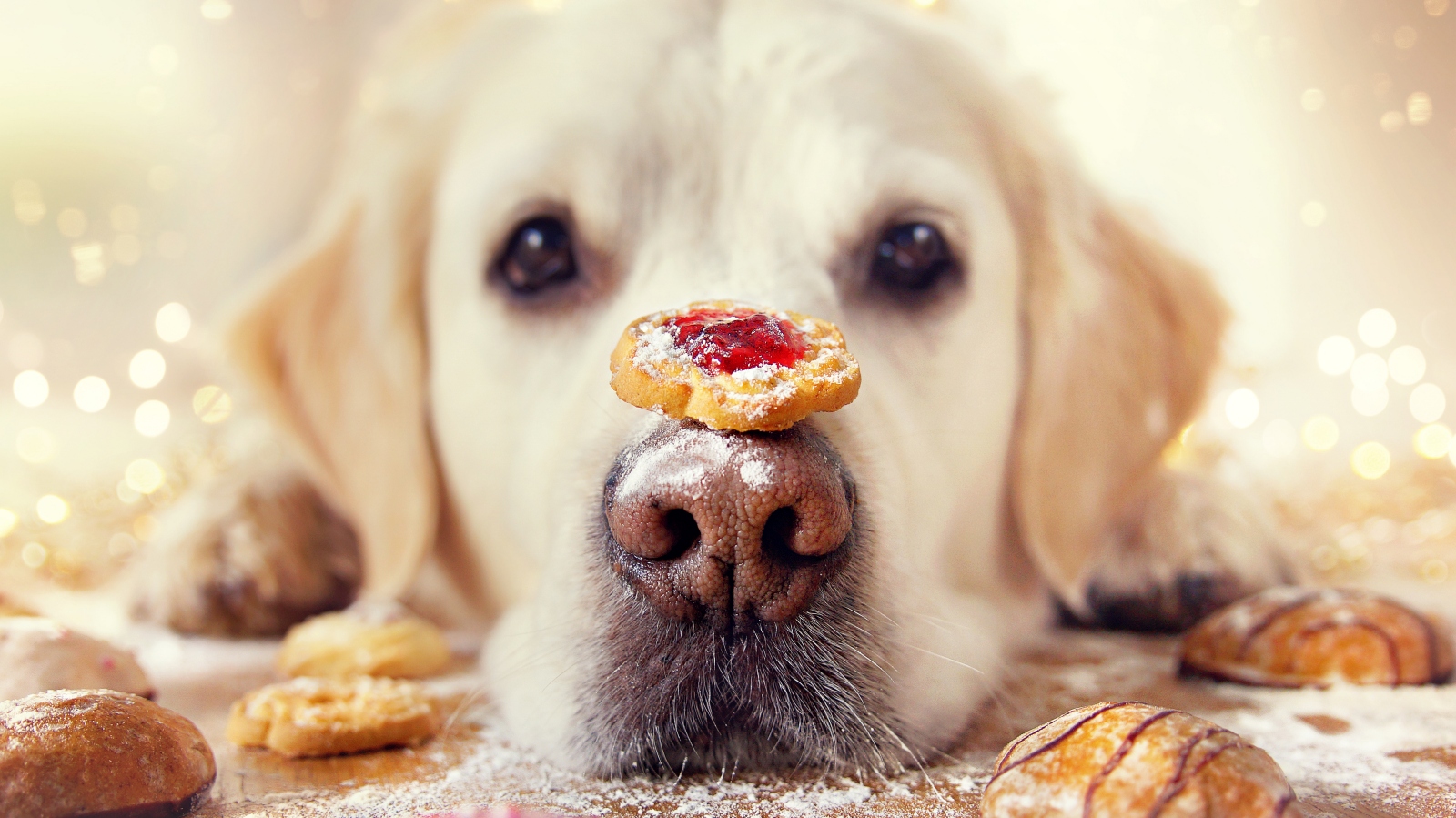 Máte už napečené cukroví? Zkuste taky nějaké pro&nbsp;vaše psí miláčky
