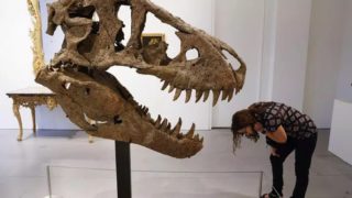 Neuvěřitelná cifra! Za kolik se v&nbsp;USA vydražila lebka Tyranosaura rexe?