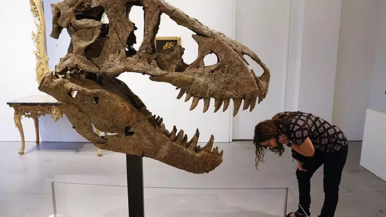 Neuvěřitelná cifra! Za kolik se v USA vydražila lebka Tyranosaura rexe?