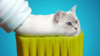 GALERIE: Photoshop dokáže divy! A&nbsp;tyhle fotky zvířat to zase dokazují