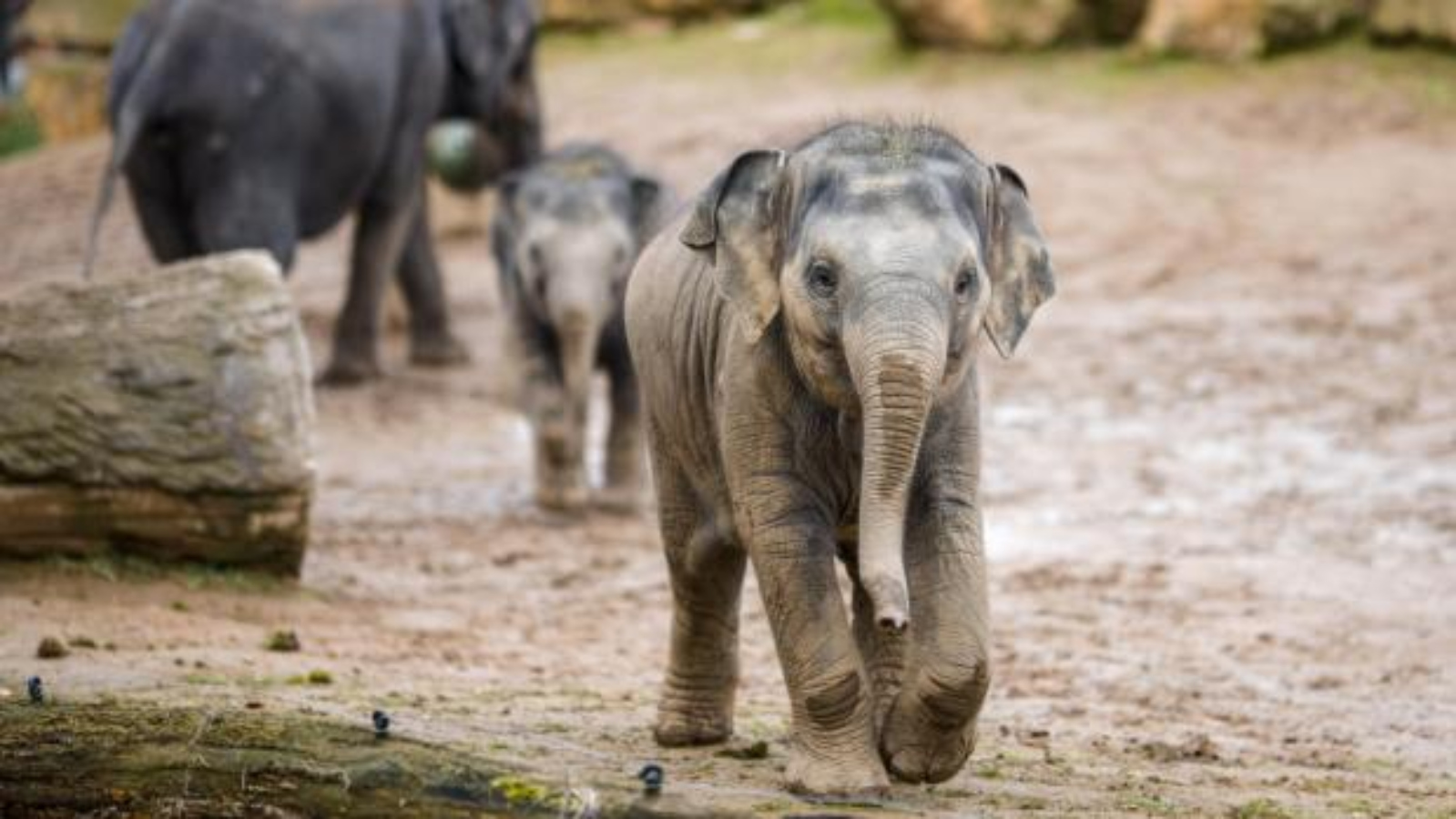 Smutná zpráva. Nejmladší slůně v pražské zoo podlehlo herpesviru