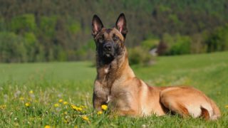 Seznamte se s&nbsp;belgickým ovčákem malinoisem, psím králem mezi chytrolíny