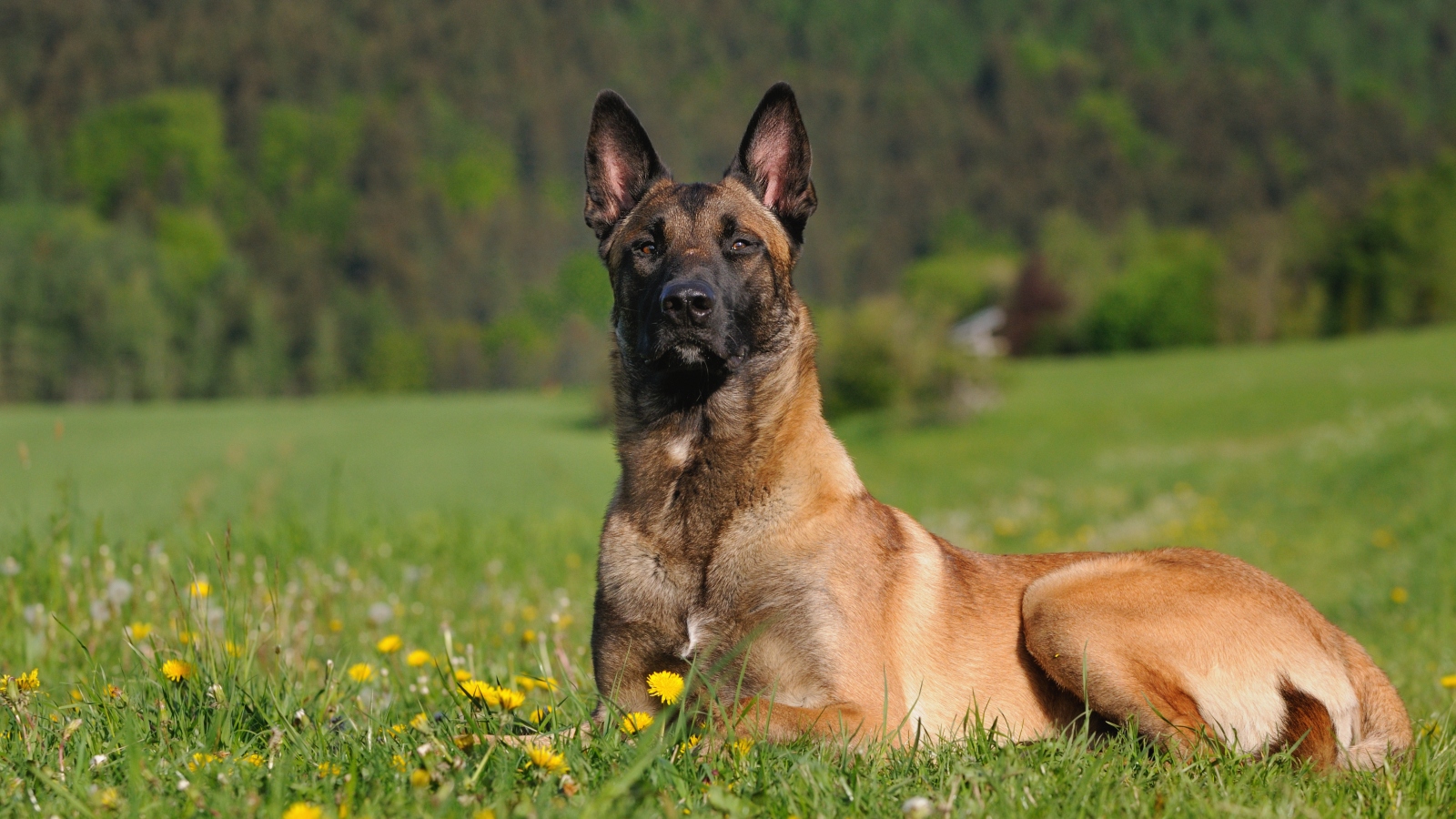 Seznamte se s&nbsp;belgickým ovčákem malinoisem, psím králem mezi chytrolíny