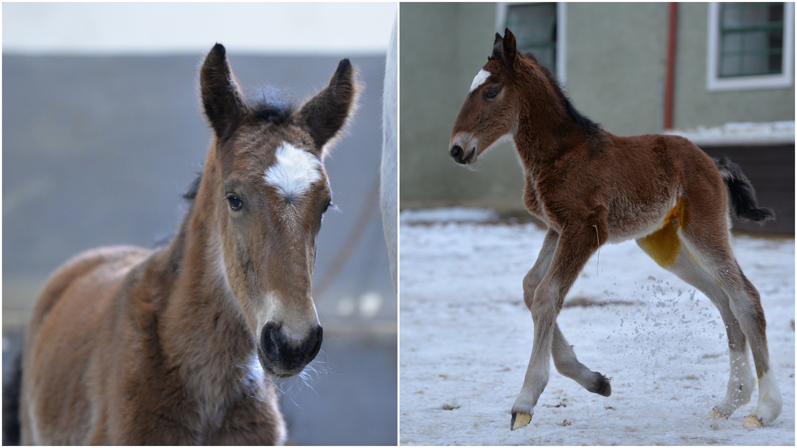 V Kladrubech nad Labem se narodilo první letošní hříbě