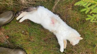 Naprosto nepochopitelné! Pachatel střílí kočky nejspíš jen tak pro&nbsp;zábavu