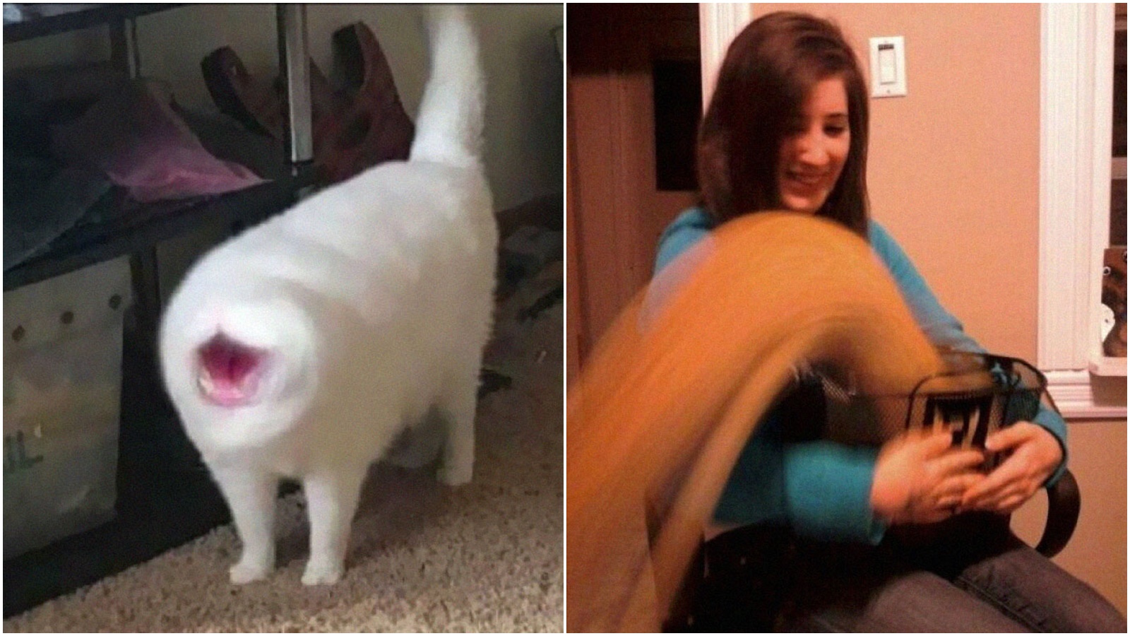 Než je vyfotografujete, jsou pryč. Mrkněte se na nepovedené snímky koček