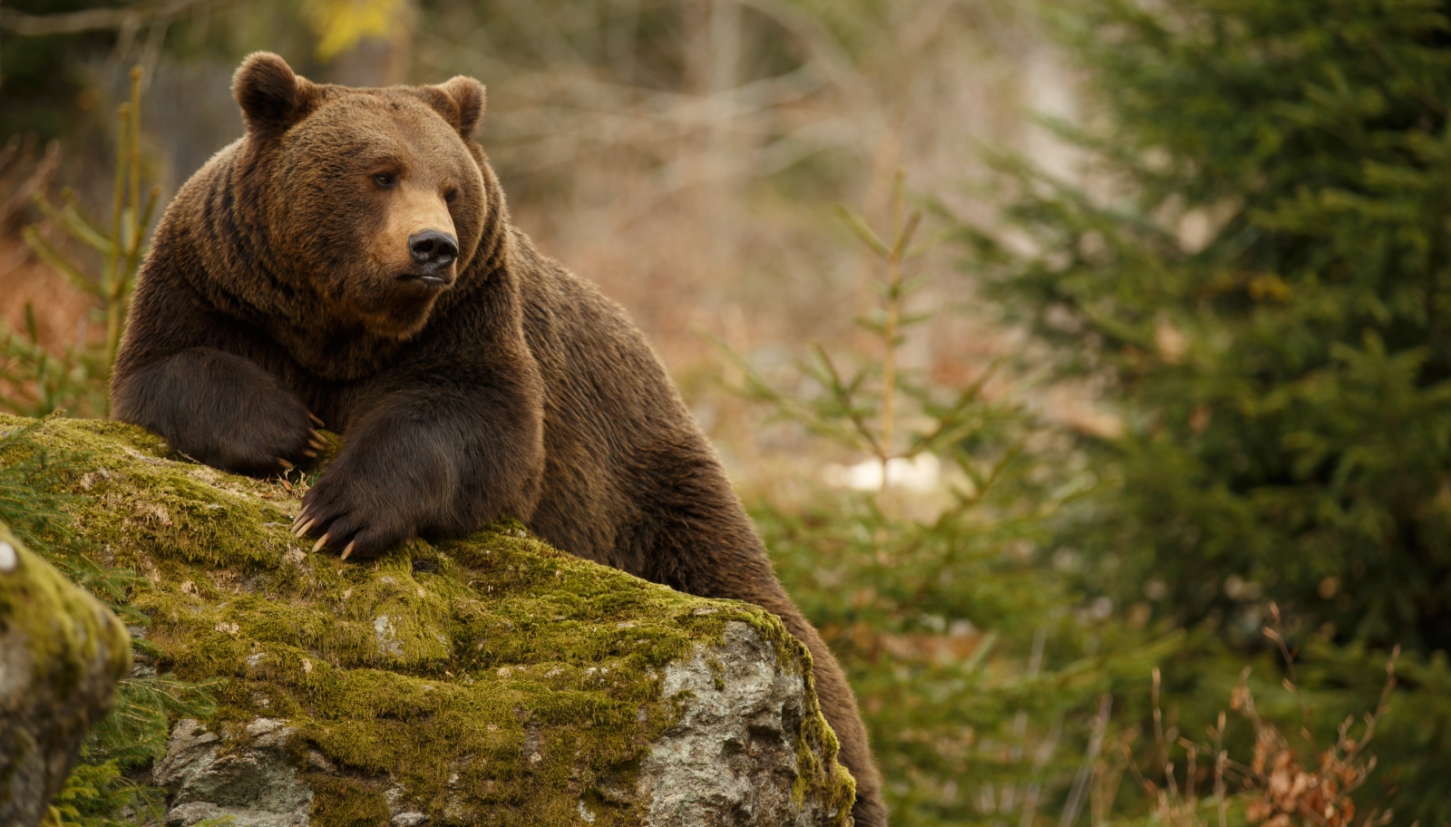 Slovenští medvědi se probouzejí ze zimního spánku a&nbsp;začínají napadat turisty