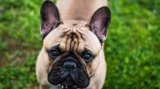 Nizozemsko zakáže vlastnictví vyšlechtěných domácích zvířat, která kvůli genetickým úpravám fyzicky trpí