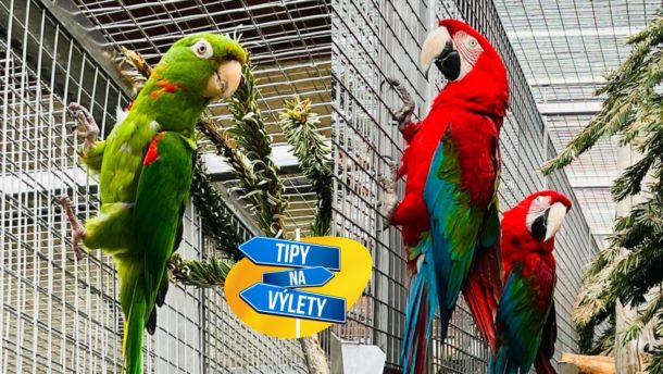 Chcete vidět opravdu velké ptáky? Jeďte do ZOO Bošovice na&nbsp;papoušky