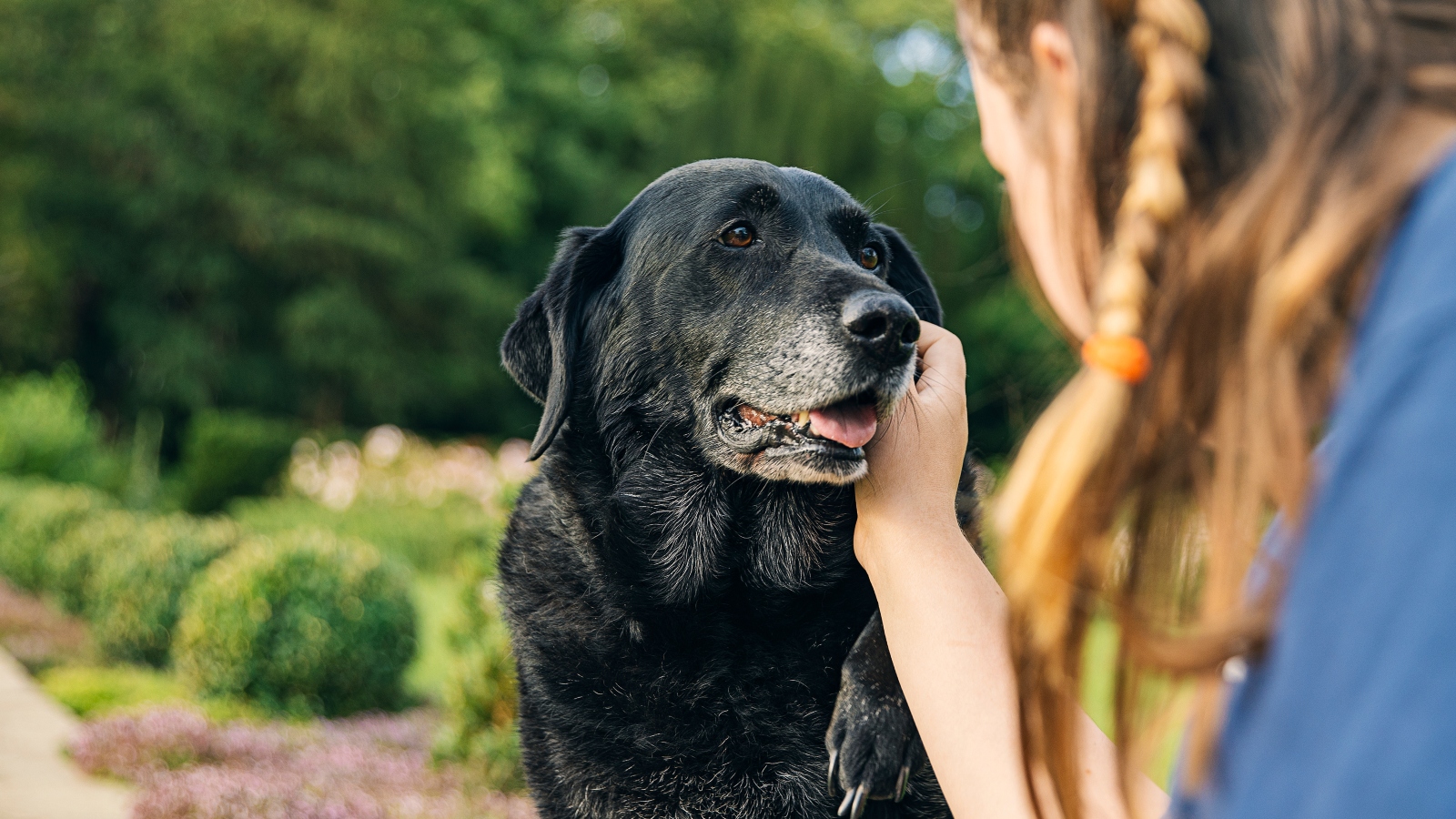 Čtyřnohý hrdina! Pes zachránil z&nbsp;hořícího domu roční holčičku