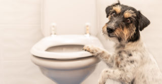 Mazlíčci vám chvilku klidu nikdy nedopřejí. Žena sdílela fotografii, která mluví za vše