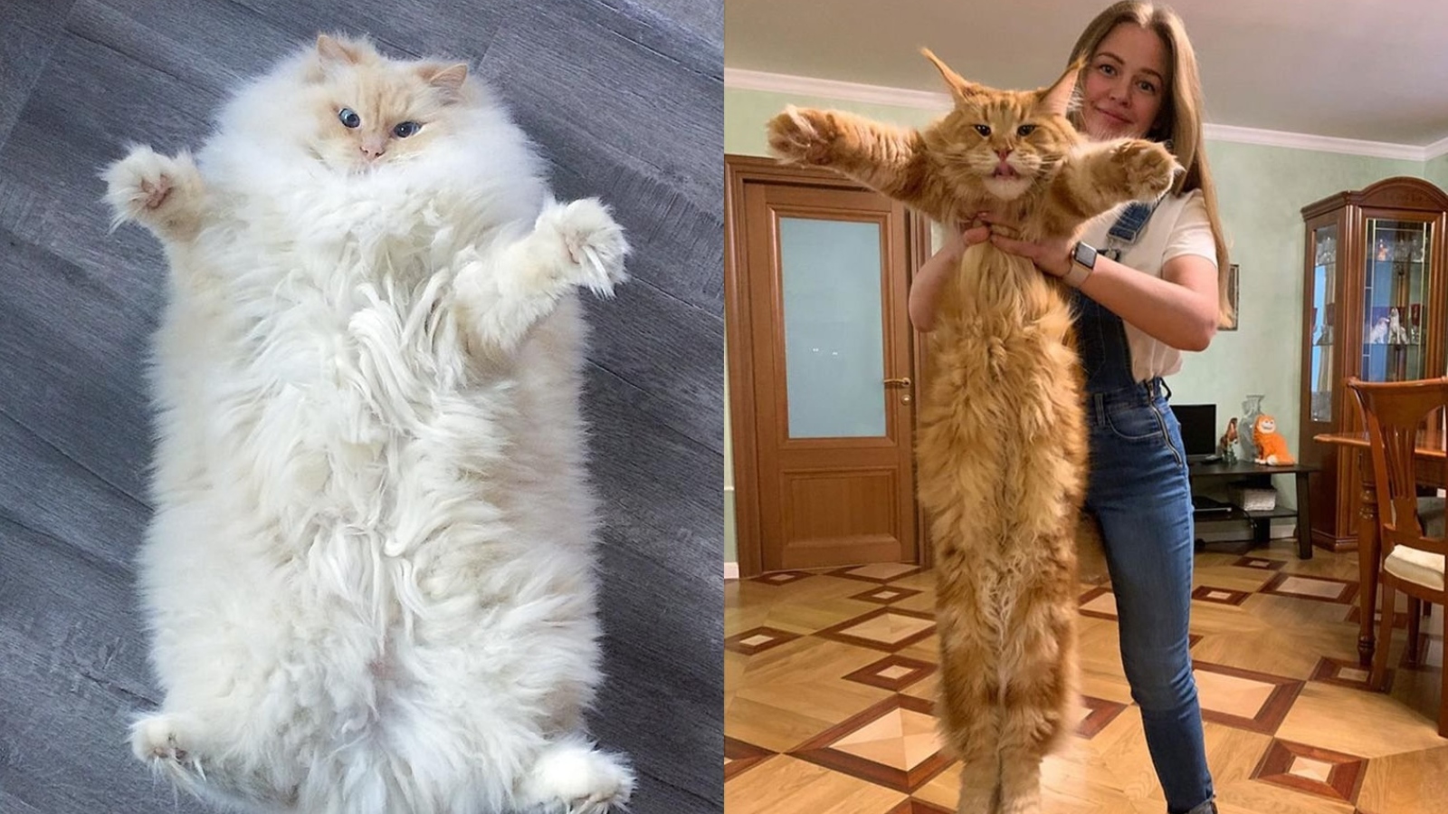 Ty jsou teda pořádné! Mrkněte na&nbsp;ty největší obry kočičí říše