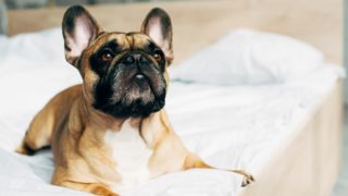 Obliba labradorů je u&nbsp;konce. Nejoblíbenějším plemenem je francouzský buldoček