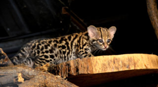 Zoo Brno má nové mládě. Narodila se tam kočkovitá šelma margay