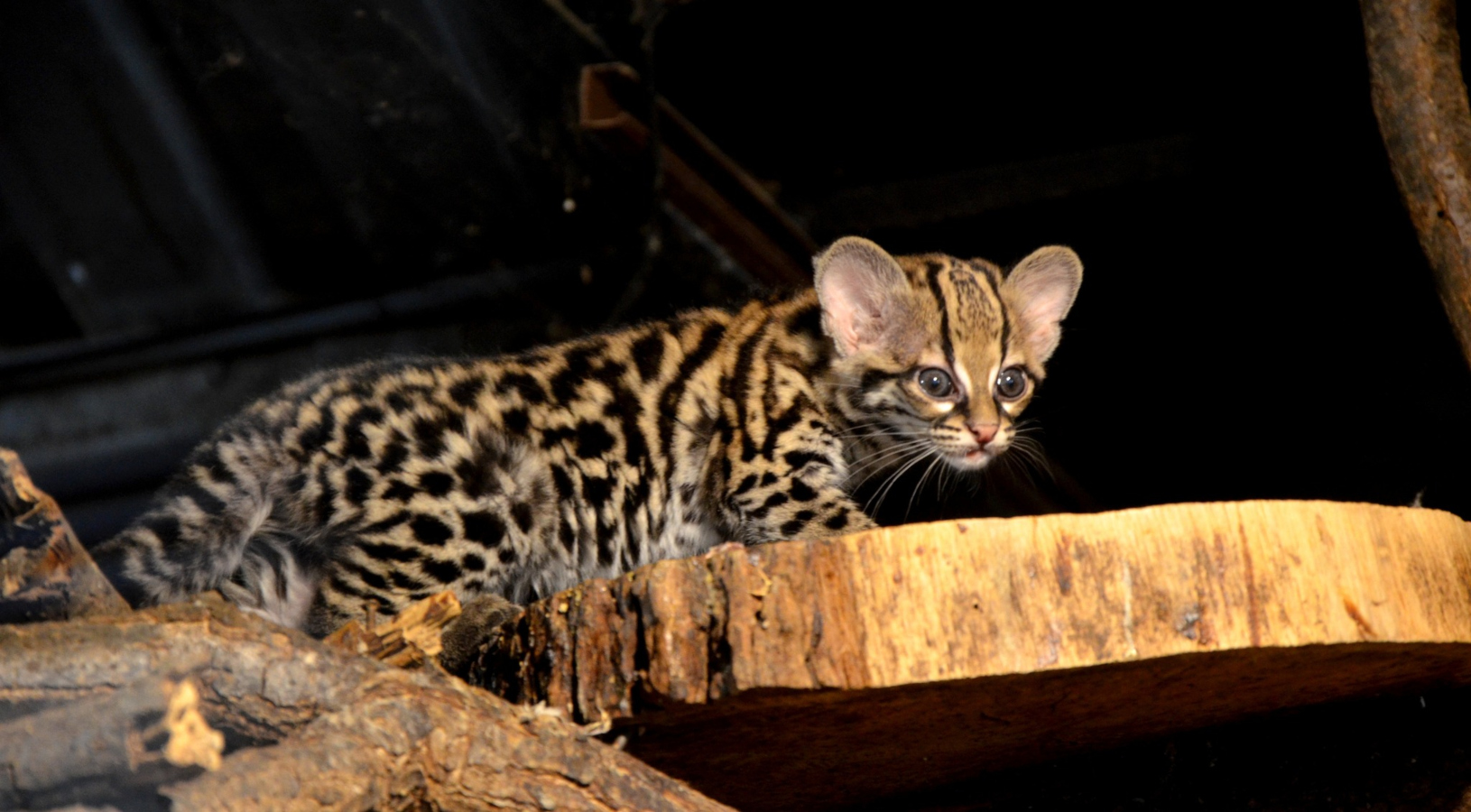 Zoo Brno má nové mládě. Narodila se tam kočkovitá šelma margay