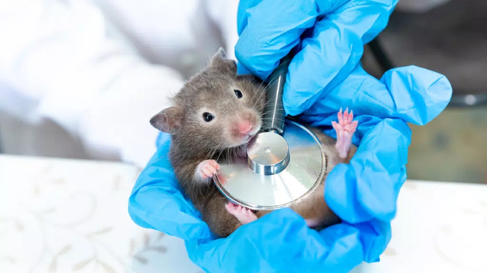 Průlom na&nbsp;poli reprodukční medicíny? Vědcům se podařilo u&nbsp;myší odchovat mláďata, která mají geneticky dva otce
