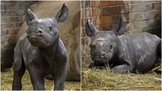 V Safari Parku se událo dosud něco nevídaného. Během jednoho roku se narodil třetí nosorožec dvourohý