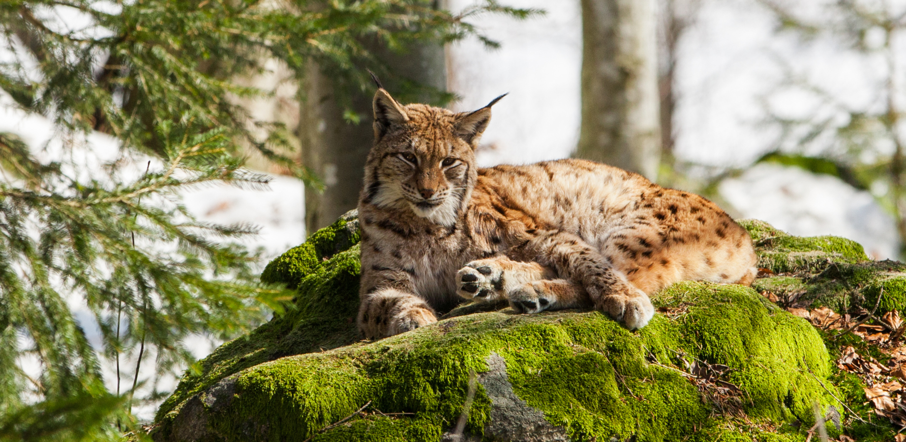 Je to rys nebo malý leopard? Velká kočka překvapila kurýra ve Spojeném království