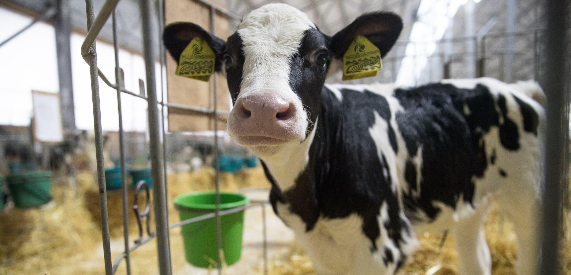 Na farmě v Austrálii se narodilo tele s netradičním znaménkem. Říkáme mu Happy, sdělili majitelé
