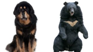 Tohle bylo asi celkem překvápko. Pořídíte si štěně a&nbsp;vyroste vám medvěd