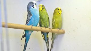 Vycítí katastrofu? V&nbsp;Turecku roste zájem o&nbsp;papoušky, lidé věří, že poznají blížící se zemětřesení