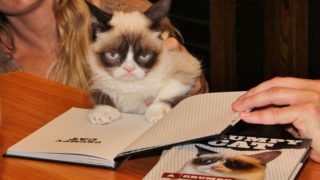 Grumpy Cat vydělala své rodině až dvě miliardy korun. I&nbsp;přes svůj výraz to bylo veselé zvíře