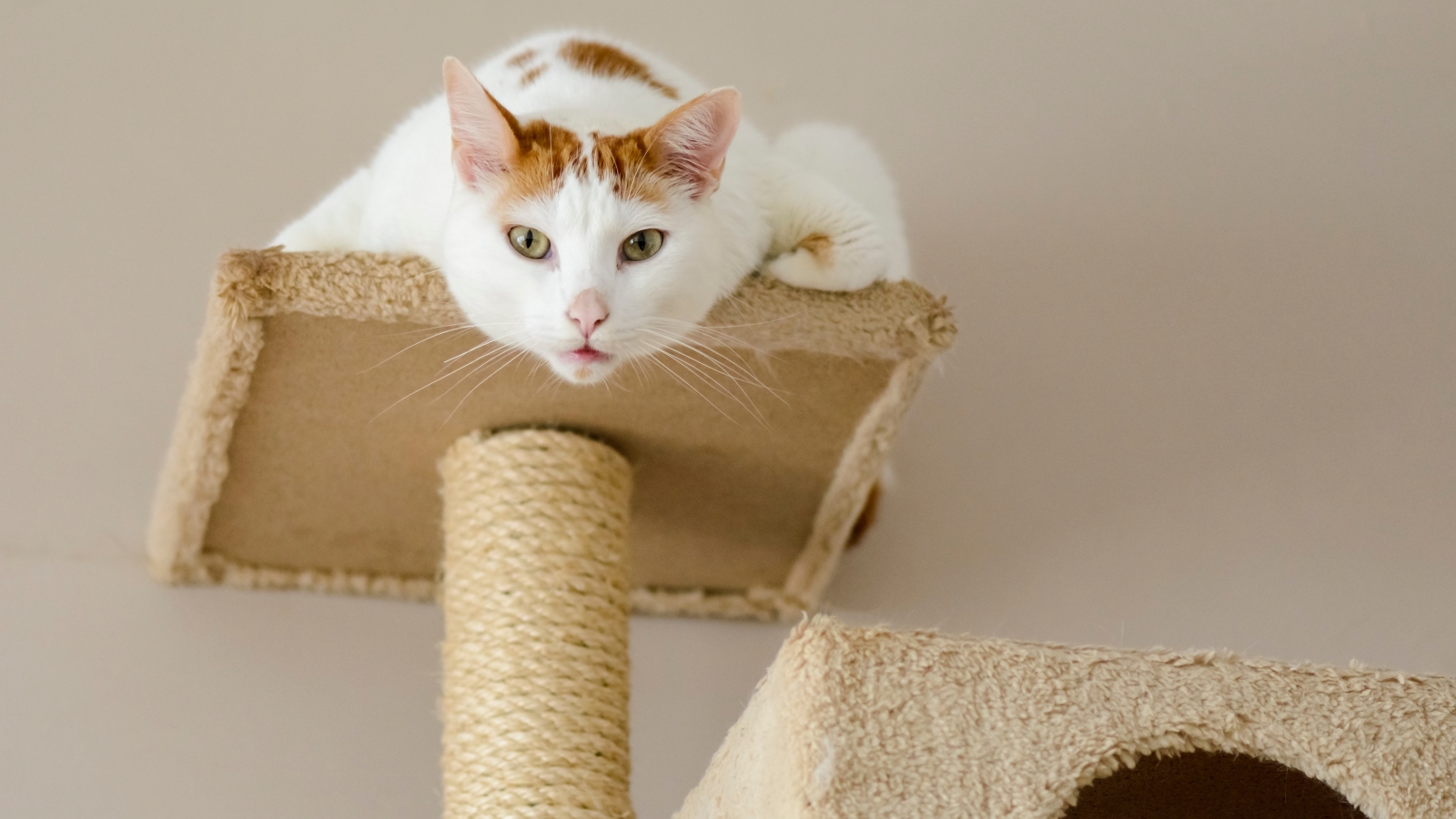 Za dům pro&nbsp;kočku skoro 70 tisíc korun. Žena z&nbsp;Kanady svůj život zcela obětovala čtyřnohým kráskám