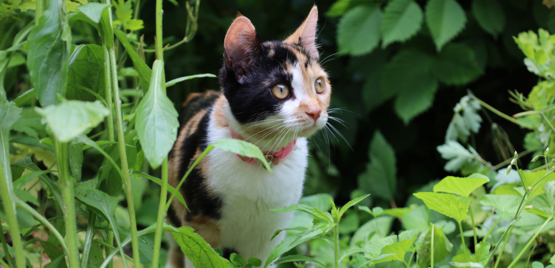 Tato kočka ví, co chce. Zvíře baví okolí potom, co je mu odepřen sendvič