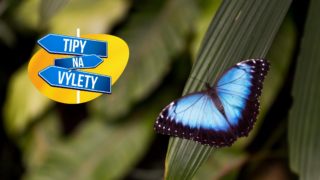 Mamí, kde se berou motýli? Od housenky přes kuklu ve skleníku Fata Morgana