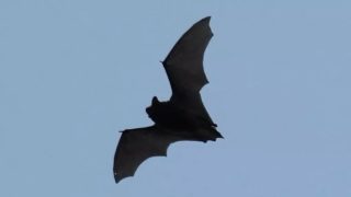 Netypický náklad: Německá policie zabavila dodávku pečených netopýrů