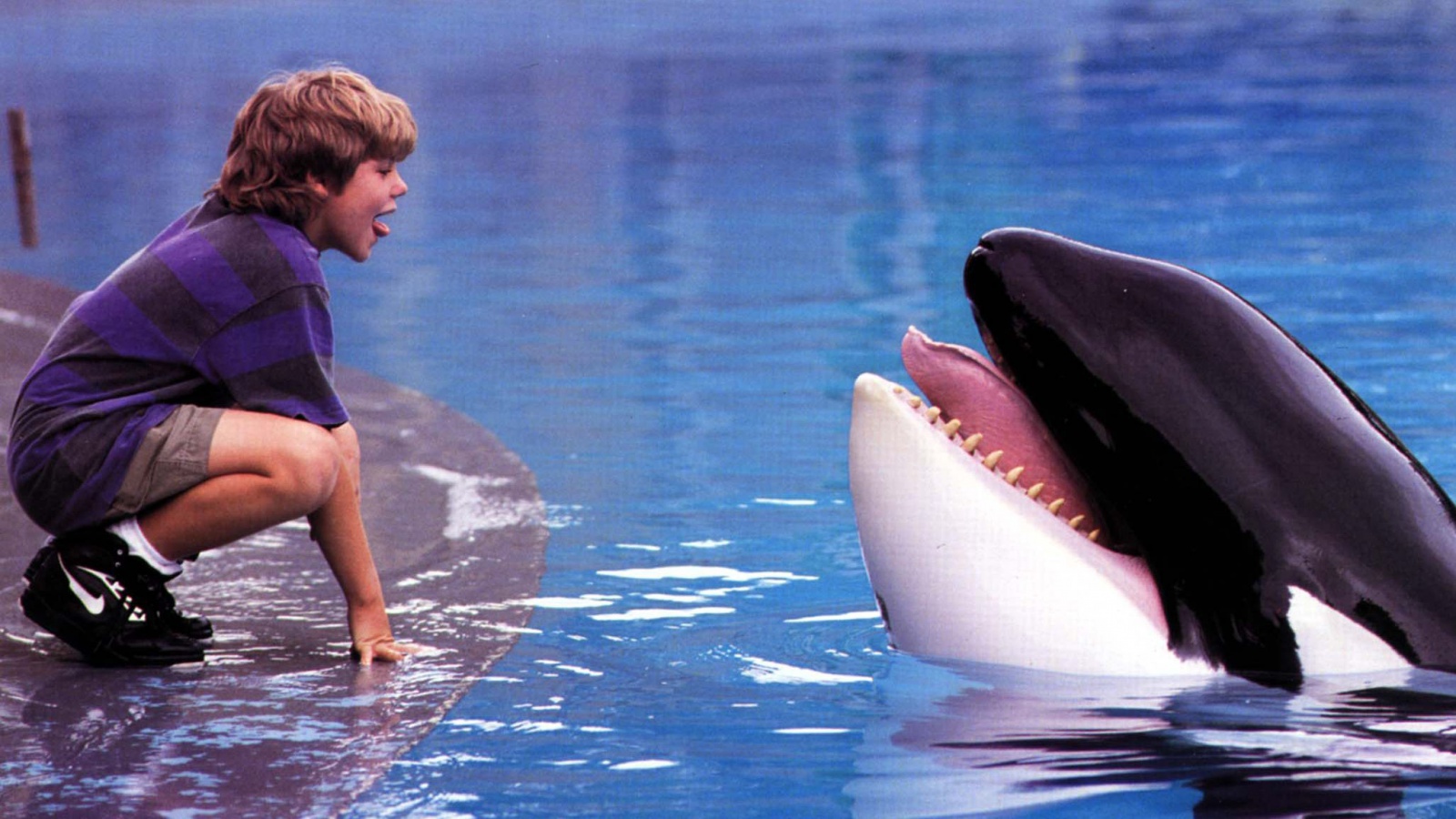 Willy zachráněn? Legendární kosatka se po&nbsp;padesáti letech vrátí do oceánu