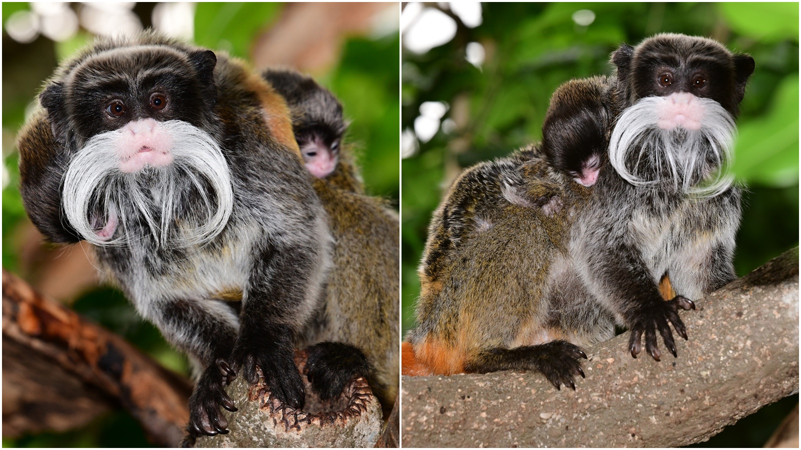 Olomoucká zoo hlásí nový přírůstek. Narodila se tam dvojčata tamarínů