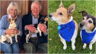 S novým králem přišli i&nbsp;noví psi. Chodbami Buckinghamského paláce se prohání dvě fenky Jacka Russella