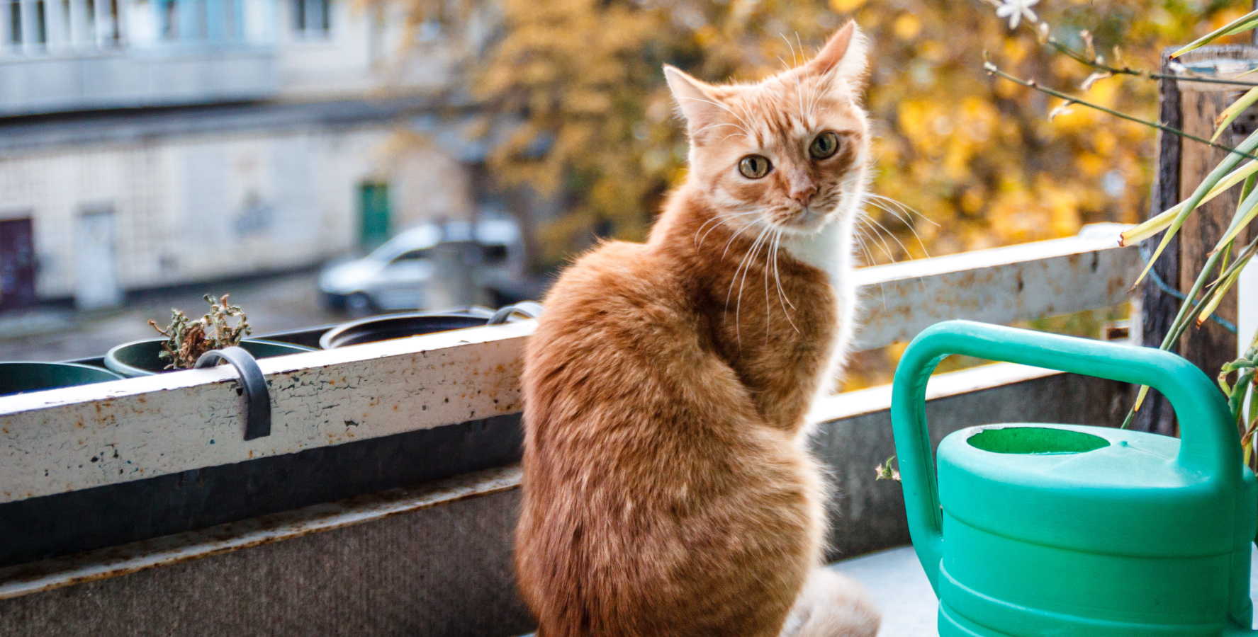 Kočka se naučila přelézt balkón, aby pozdravila sousedku