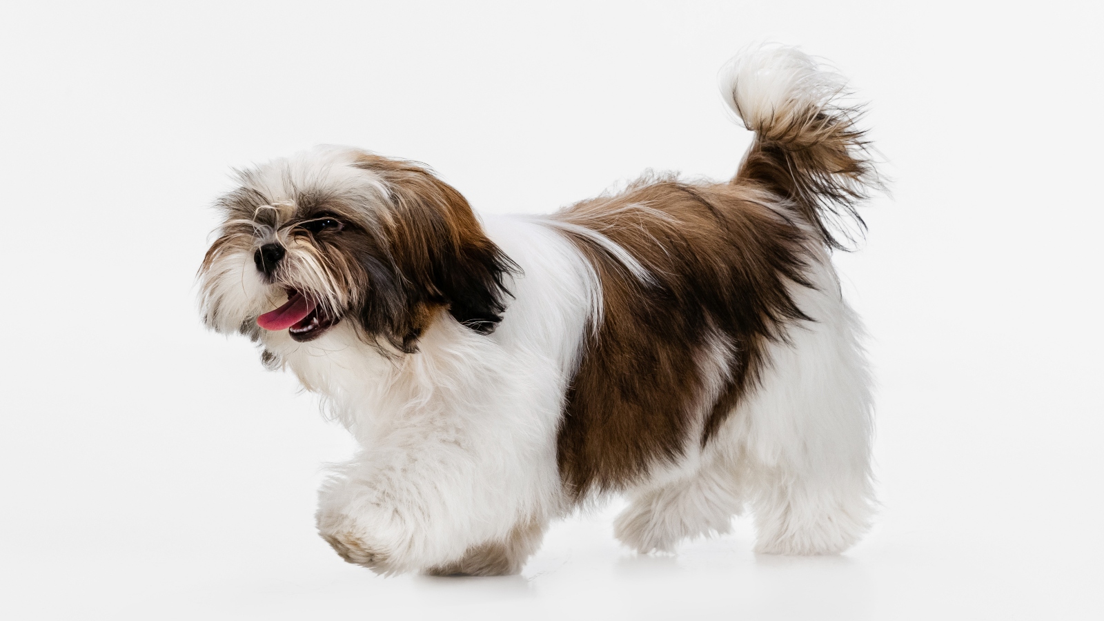 Zanedbaní psi shi-tzu se objevují po&nbsp;okolí. Zřejmě někdo ruší množírnu