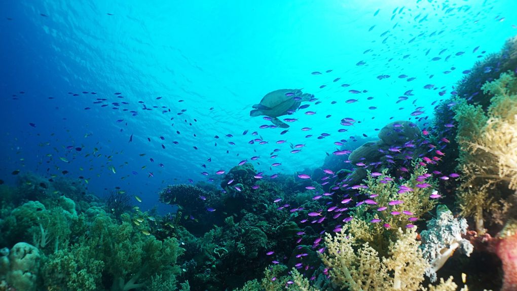 Přelomová smlouva o ochraně oceánů: Členské státy OSN podnikly zásadní krok