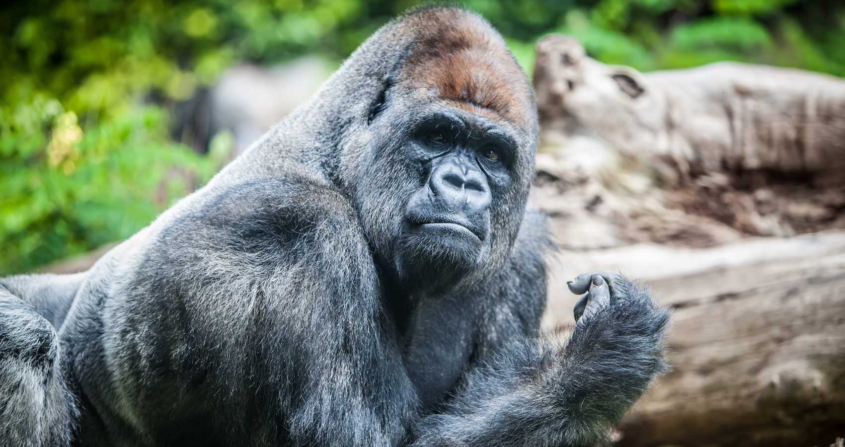 Torontská zoo apeluje na&nbsp;návštěvníky, aby nepouštěli opicím videa na&nbsp;telefonu. Chceme, aby gorily byly gorilami