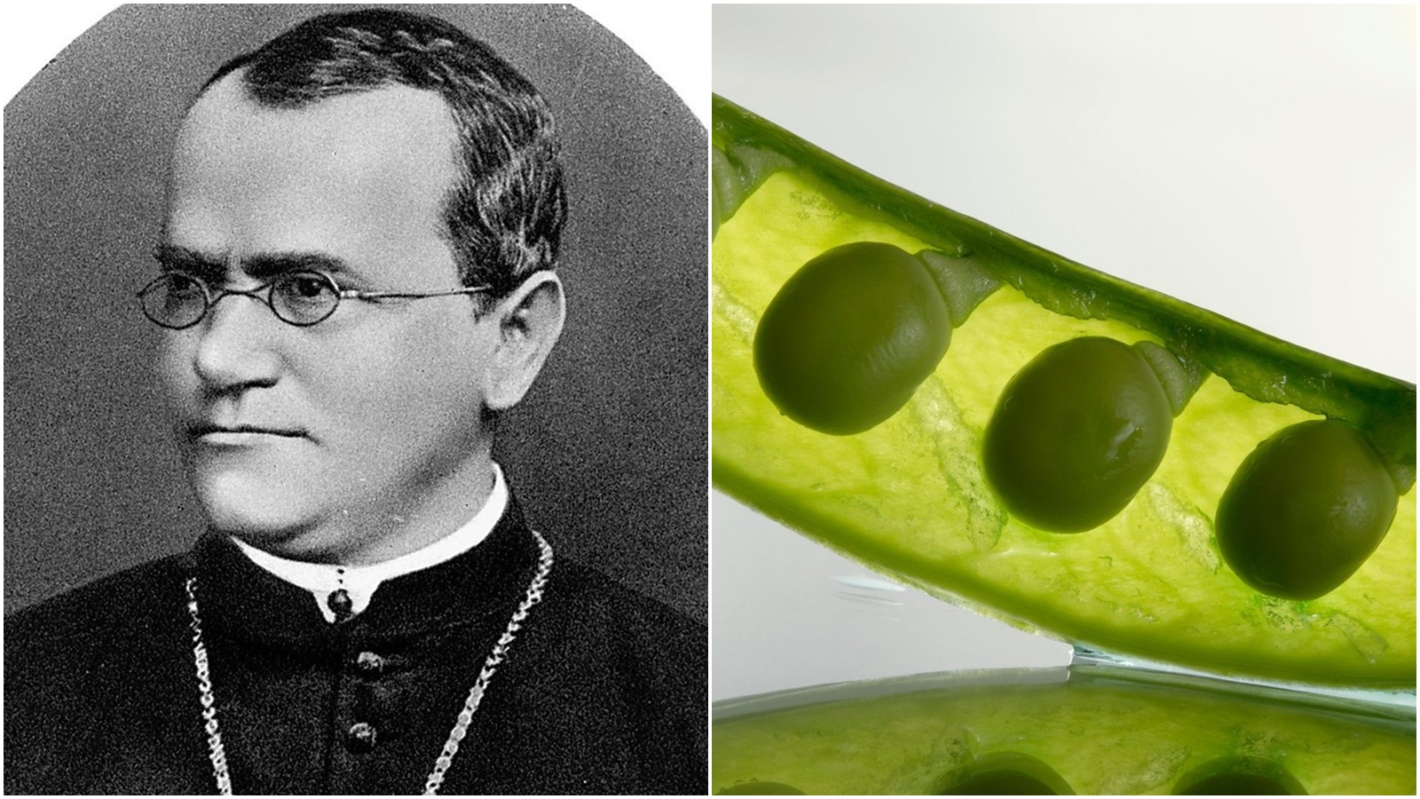 20.&nbsp;července se narodil otec moderní gentiky Johann Mendel. Kromě vědy miloval i&nbsp;včelaření