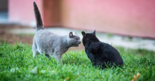 V Austrálii vyrazili do boje proti zdivočelým kočkám. Bude je likvidovat robot
